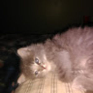 Meet your Posher, Cindy